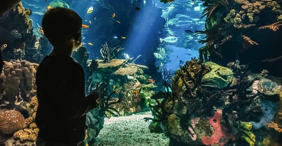 Découvrir l'Oceanário