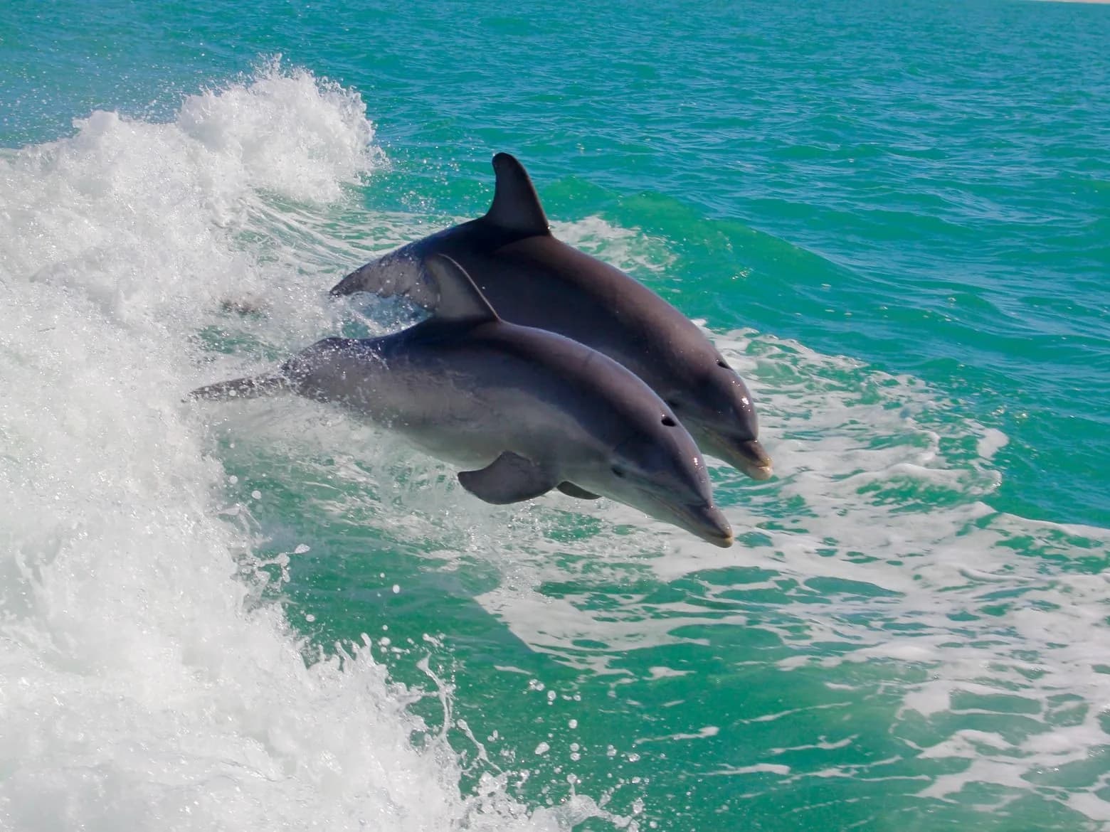 Deux grands dauphins nageant dans le sillage d'un bateau en mer