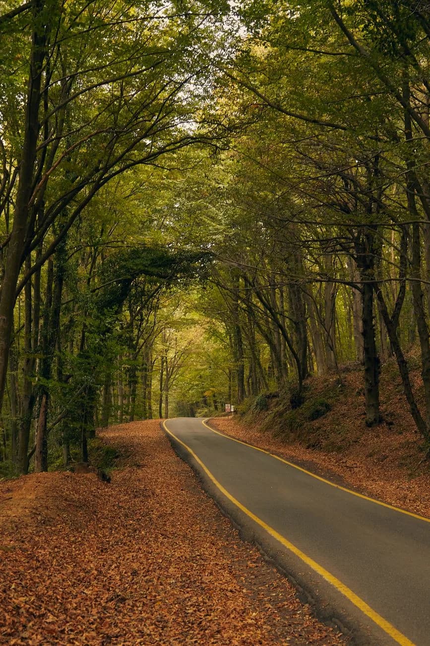 Route sinueuse bordée d'arbres et de feuilles mortes dans la forêt de la serra de Sintra