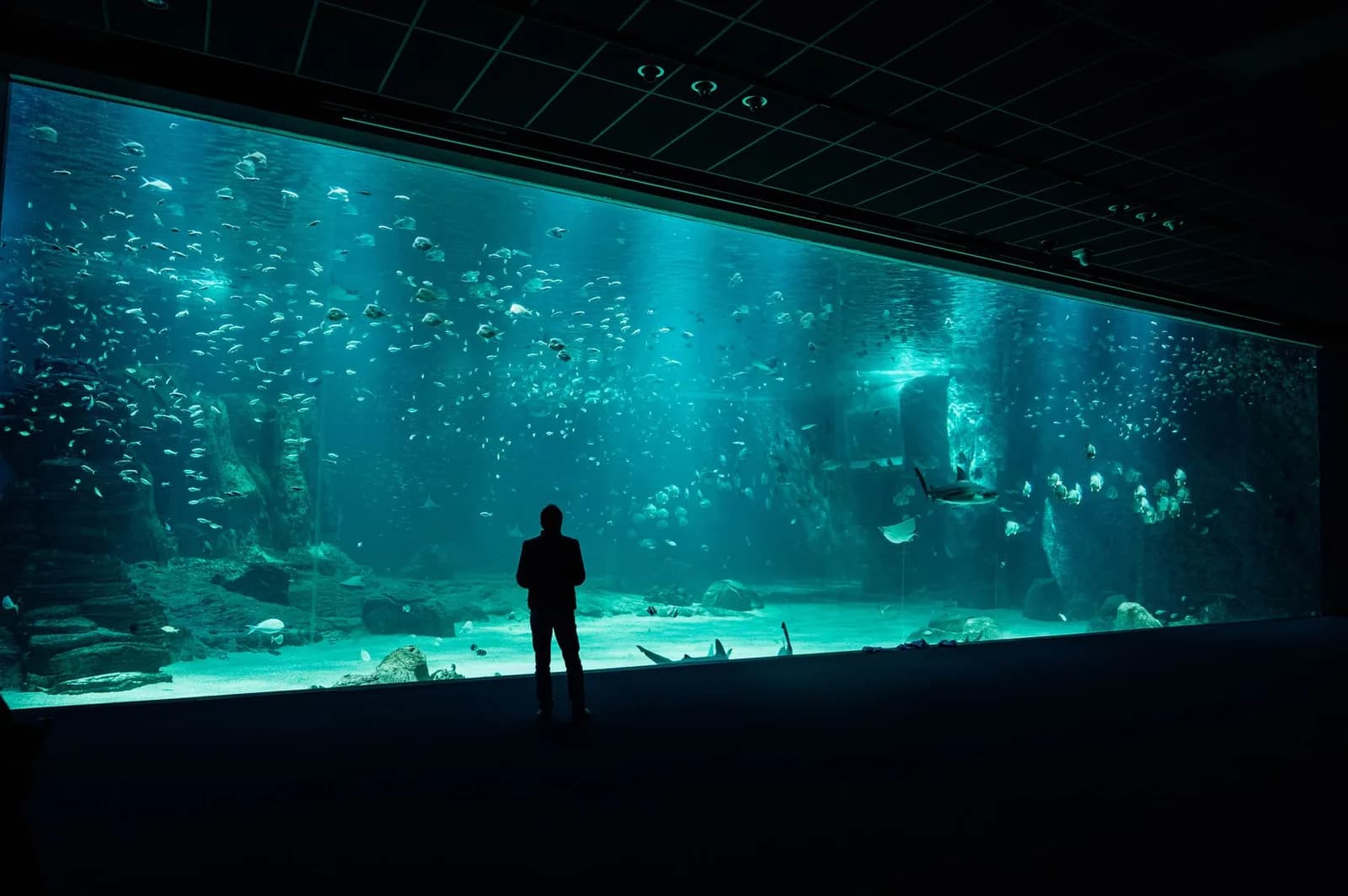 Silhouette d'un visiteur devant un grand aquarium