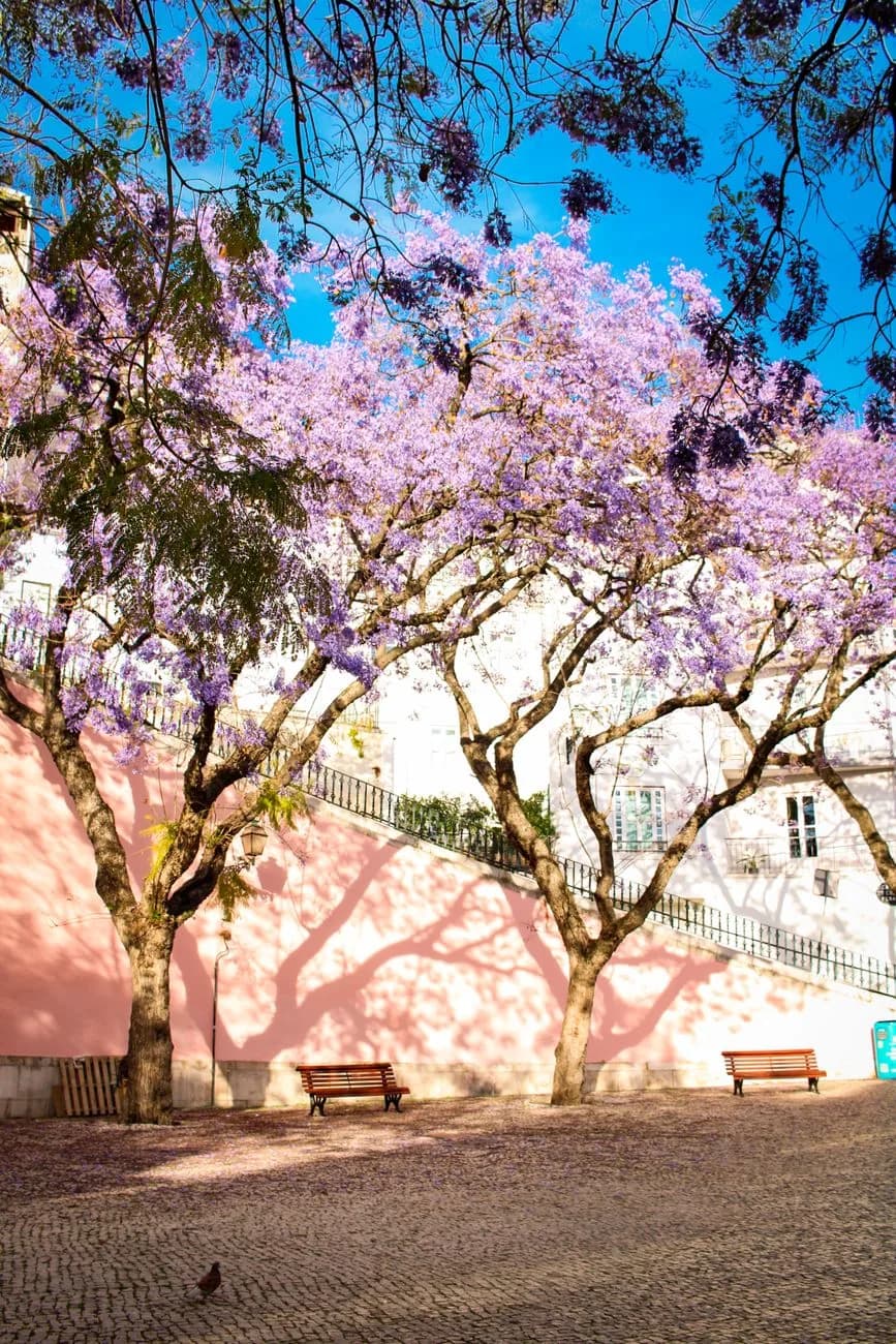 Jacarandas en fleurs dans une rue de Lisbonne