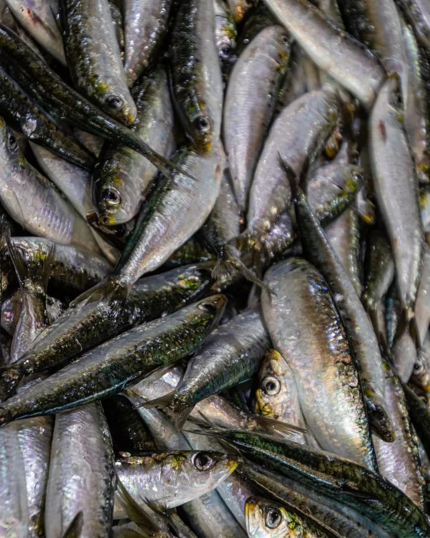 Étal de sardines fraîches sur un marché aux poissons