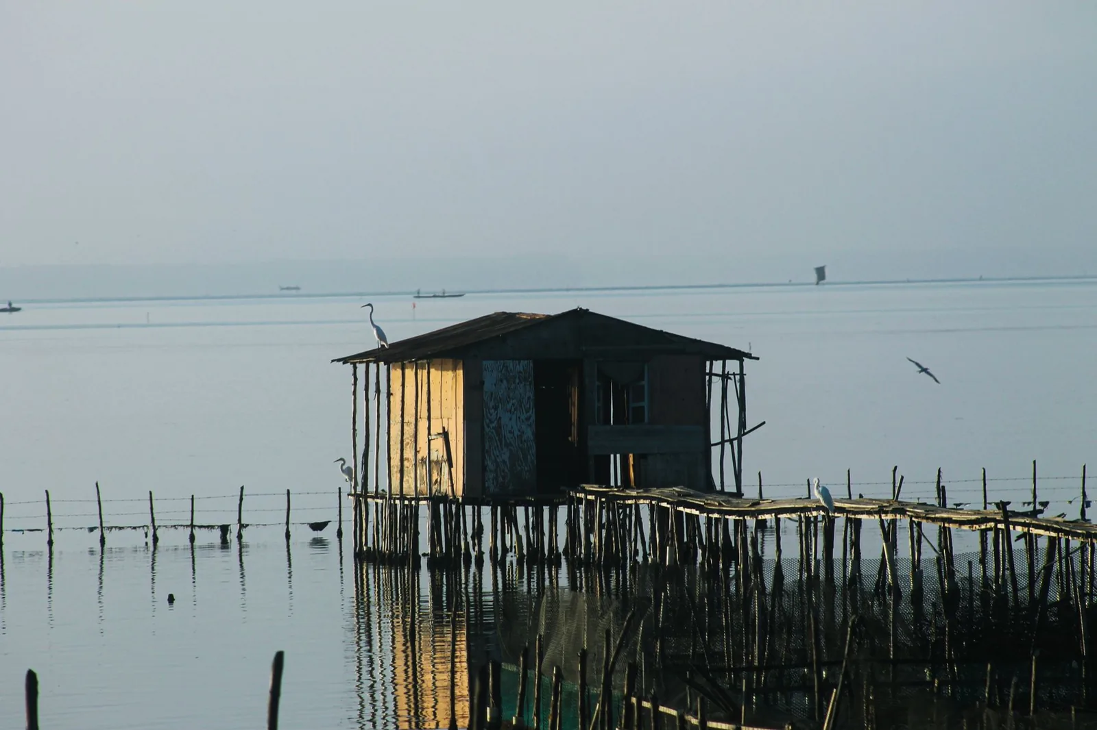 Cabane de pêcheur en bois sur pilotis et ponton de planches dans une eau calme, avec des aigrettes