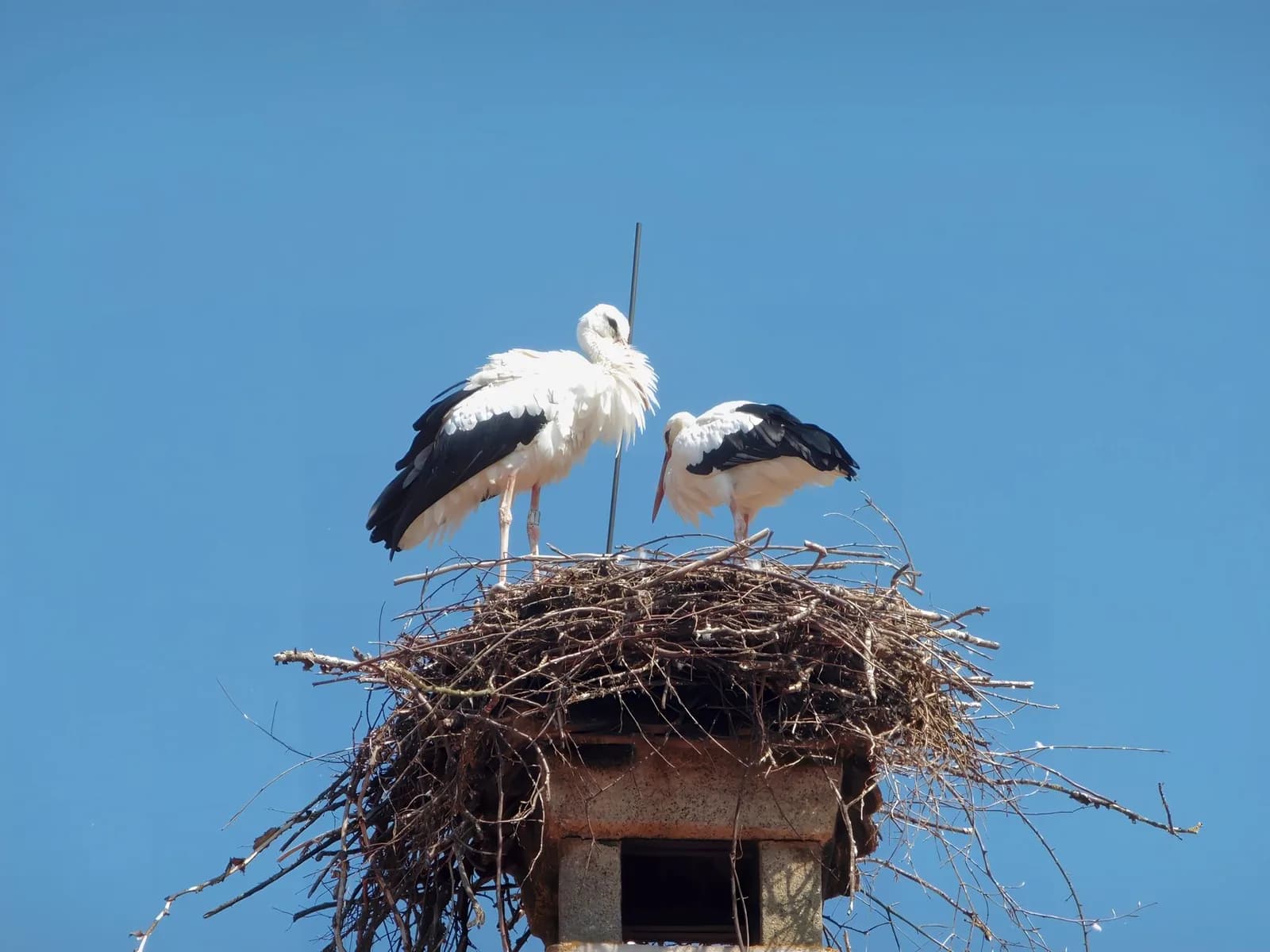 Deux cigognes blanches sur leur grand nid de branches perché sur une cheminée, sous un ciel bleu