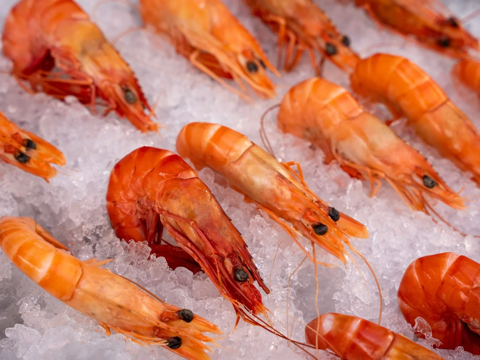 Grosses crevettes rouges sur glace pilée au comptoir d'un poissonnier