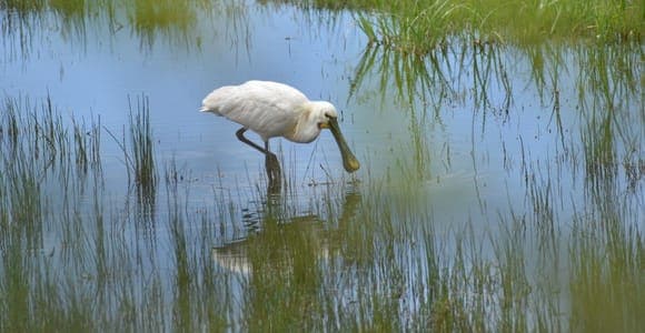 Oiseaux des rizières et de l'estuaire du Sado